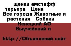 щенки амстафф терьера › Цена ­ 30 000 - Все города Животные и растения » Собаки   . Ненецкий АО,Выучейский п.